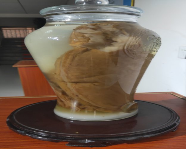 廬江紅茶菌