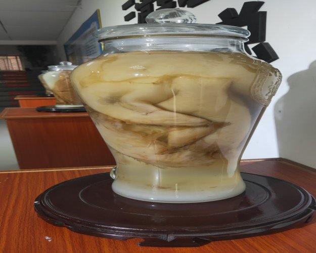 廬江紅茶菌